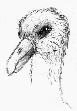 Head of an albatross-like but intelligent seabird native to Albatrosia. Sketch by Wayan. Click to enlarge.