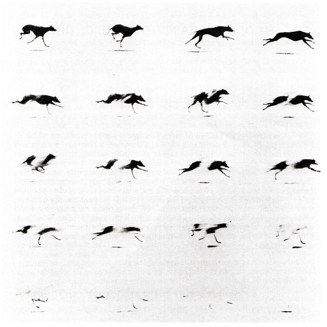 A running dog vanishing bit by bit; 20 cels by Jules Engel from his short animation 'Accident'