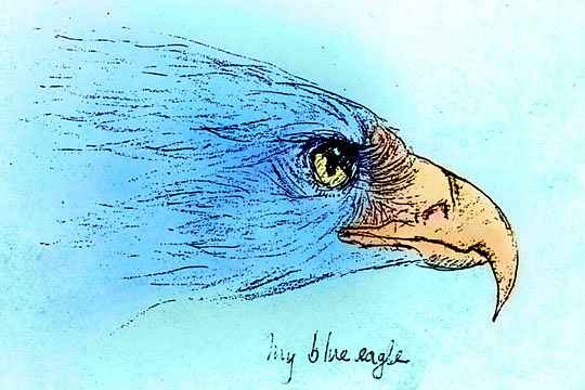 Line drawing of the head in profile of a blue eagle's met in a dream, by Xanthe.