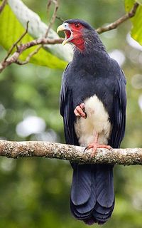 A red-throated caracara. Click to enlarge.