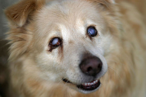 Photo from Flickr of a dog with blindy, milky eyes.
