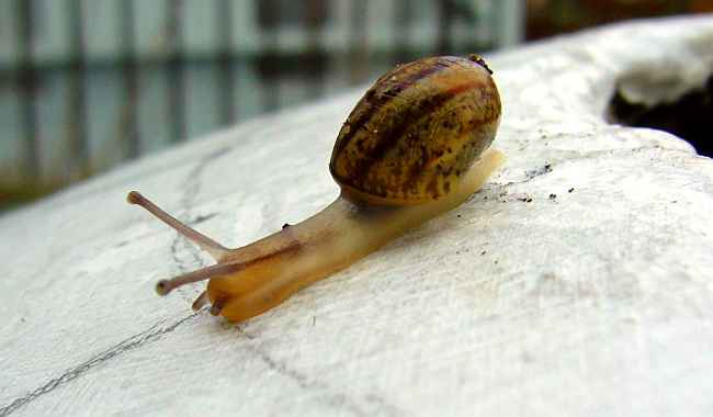 A brown snail crawls out of a hole in a huge white globe.