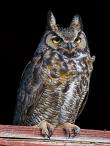 A small horned owl.