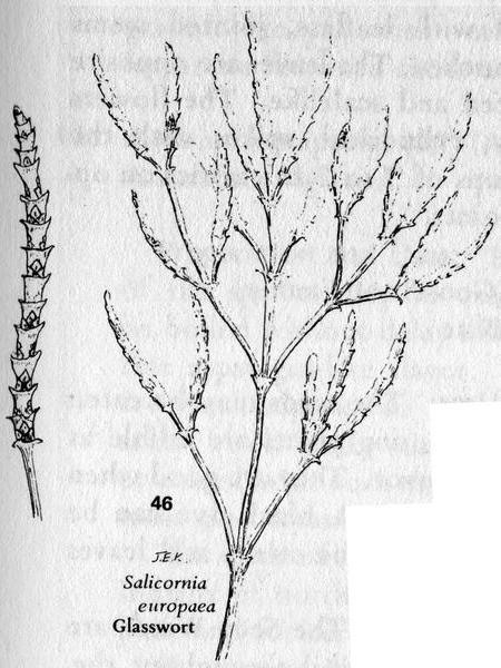 The samphire or glasswort plant; drawing by Janice E. Kirk.