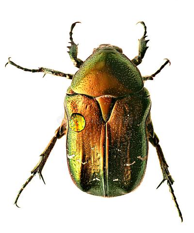 A rose chafer; a golden beetle like an Egyptian scarab. Photo: dreamstime.com. Click to enlarge.