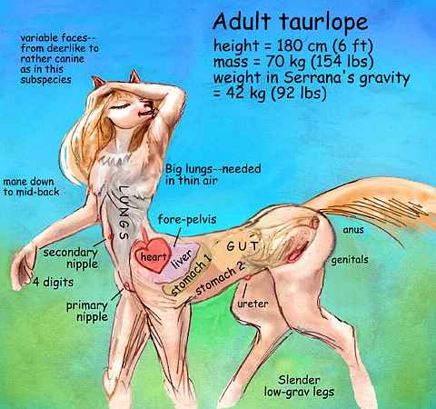 Anatomy of a taurlope, a centauroid person from the veldts on Serrana, a world-building experiment. Lungs fill the upper torso, heart is in fore-pelvis.  Click to enlarge.