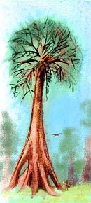 Sketch of a tall tree with redwoody crown and cypressy or mangrovy buttressed roots. Foosh Wood, in Otz Trench on Tharn, a biospherical experiment. Click to enlarge.