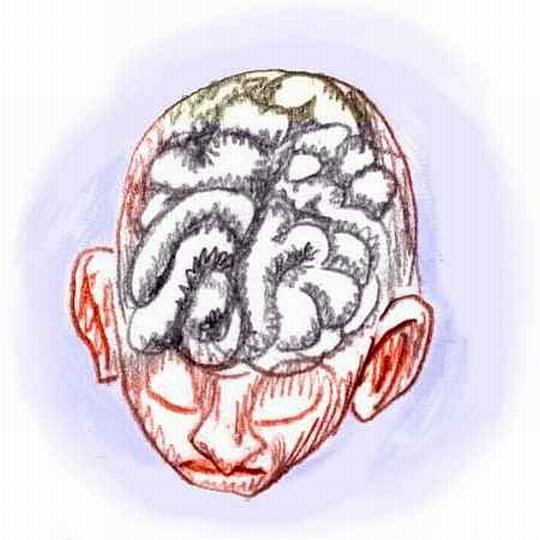 Colored pencil cutaway drawing of a child's head showing the brain.