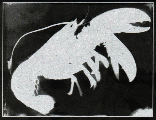 Negative (white) silhouette of a lobster
