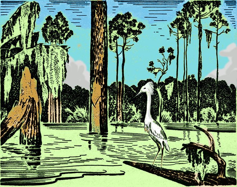 Based on Edward Shenton book illustration for 'Cross Creek', 1942. Heron with small hands in cypress swamp, on Venus after terraforming.