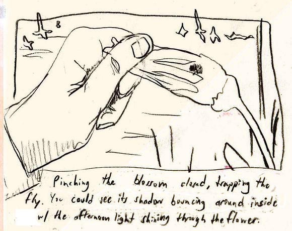 Trapping 'gilly flies' in long flowers. Dream sketch by Sam H.